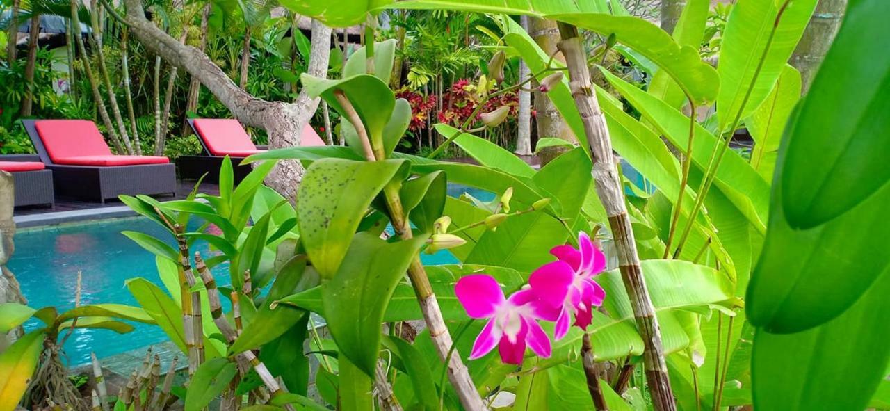 Bali Harmony Villa Ubud  Luaran gambar